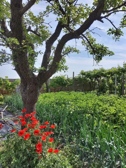 Scorcio del giardino del Monastero delle Clarisse di Osimo